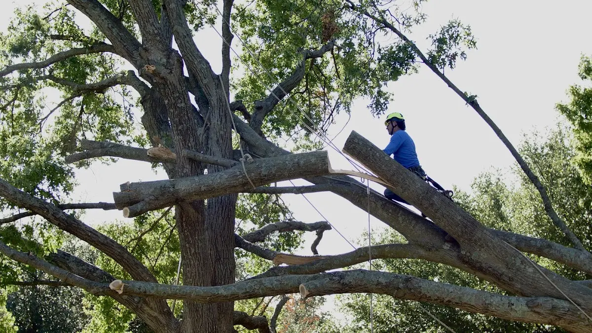 Professional Crown Thinning performed by certified arborists in Harrison Township